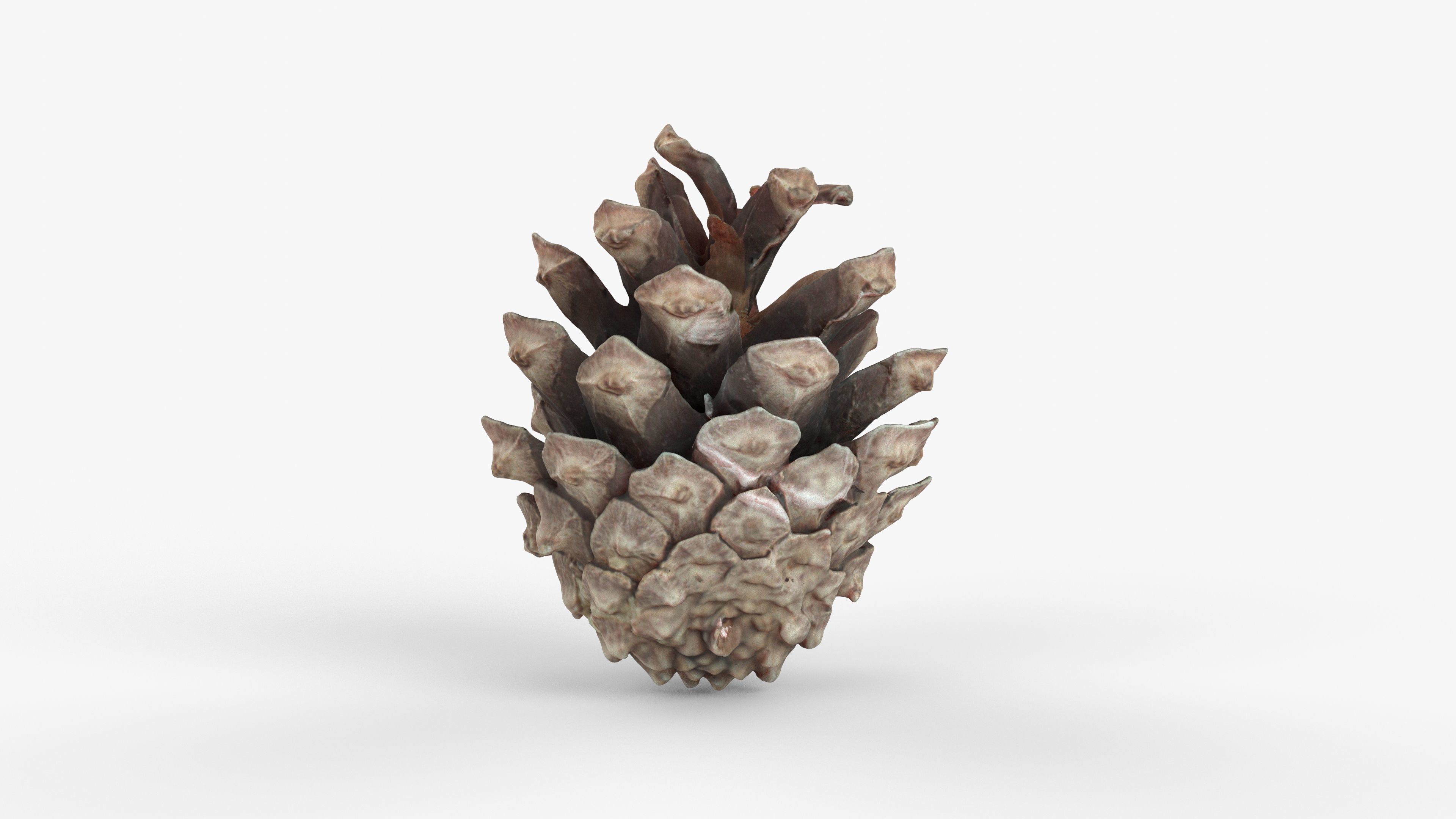 Photorealistic 3D scan of pine conifer cone Low-poly 3D model_9