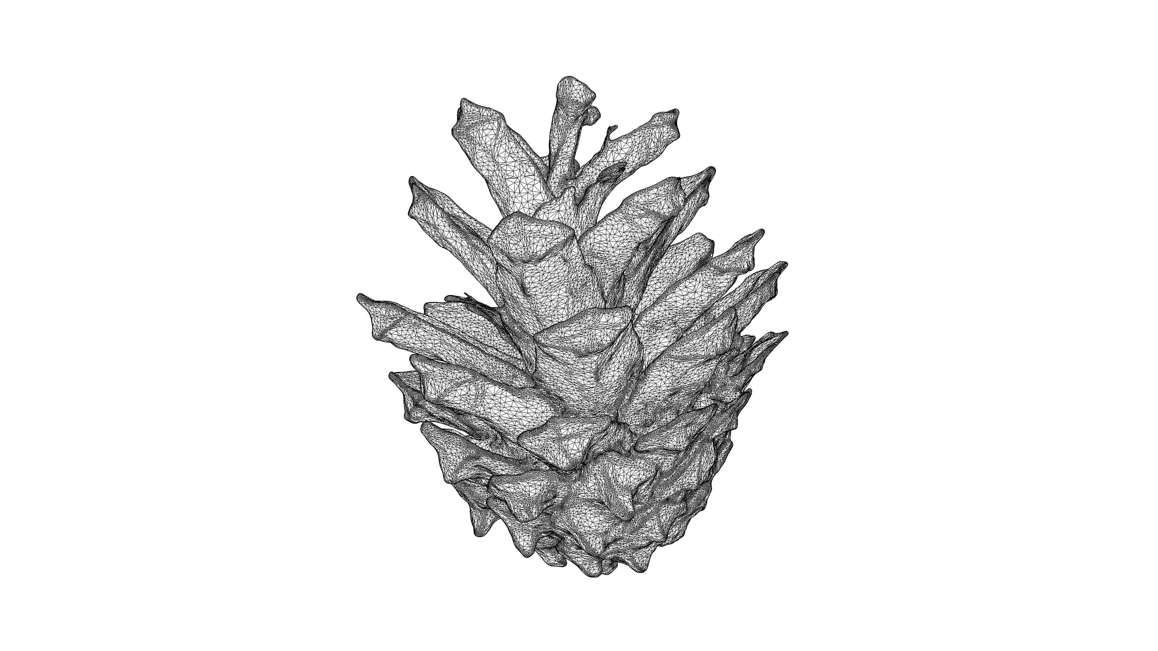 Photorealistic 3D scan of pine conifer cone Low-poly 3D model_21
