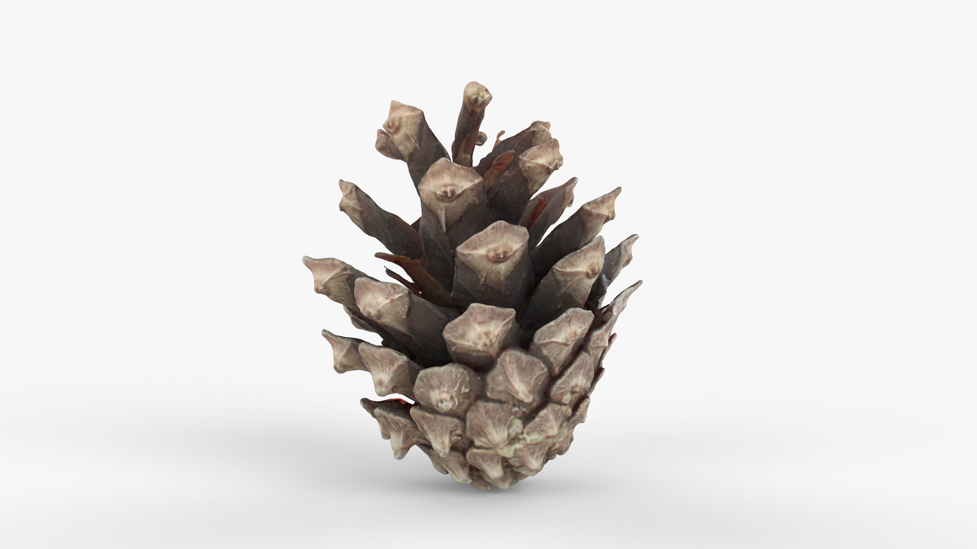 Photorealistic 3D scan of pine conifer cone Low-poly 3D model_12