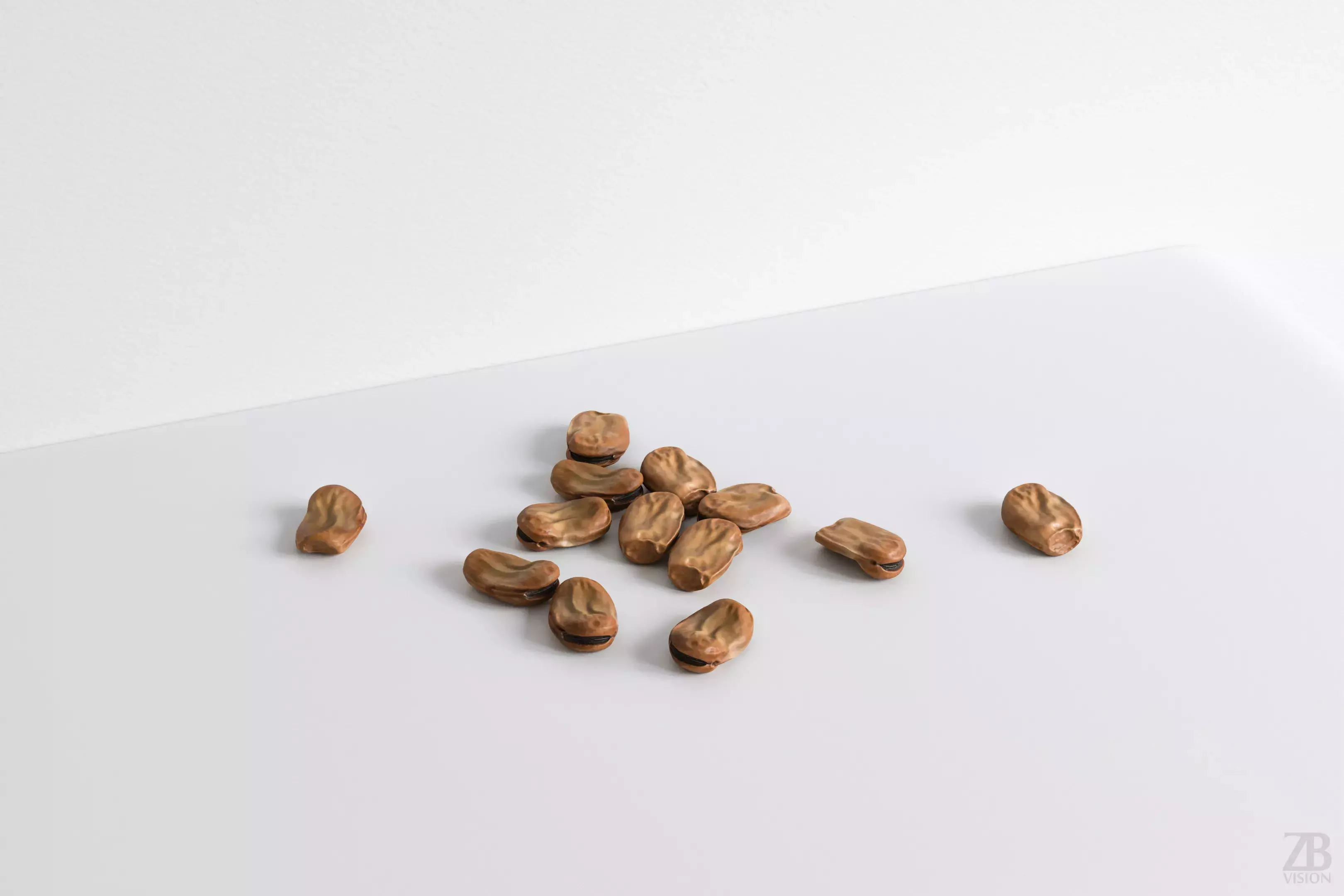 Fava Bean 3D model_0
