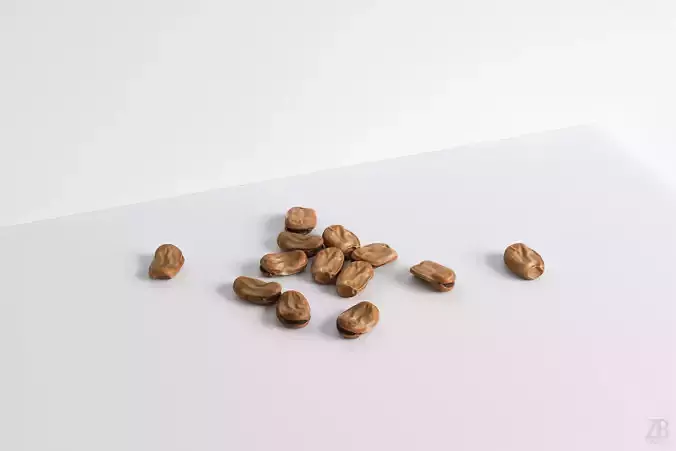 Fava Bean 3D model