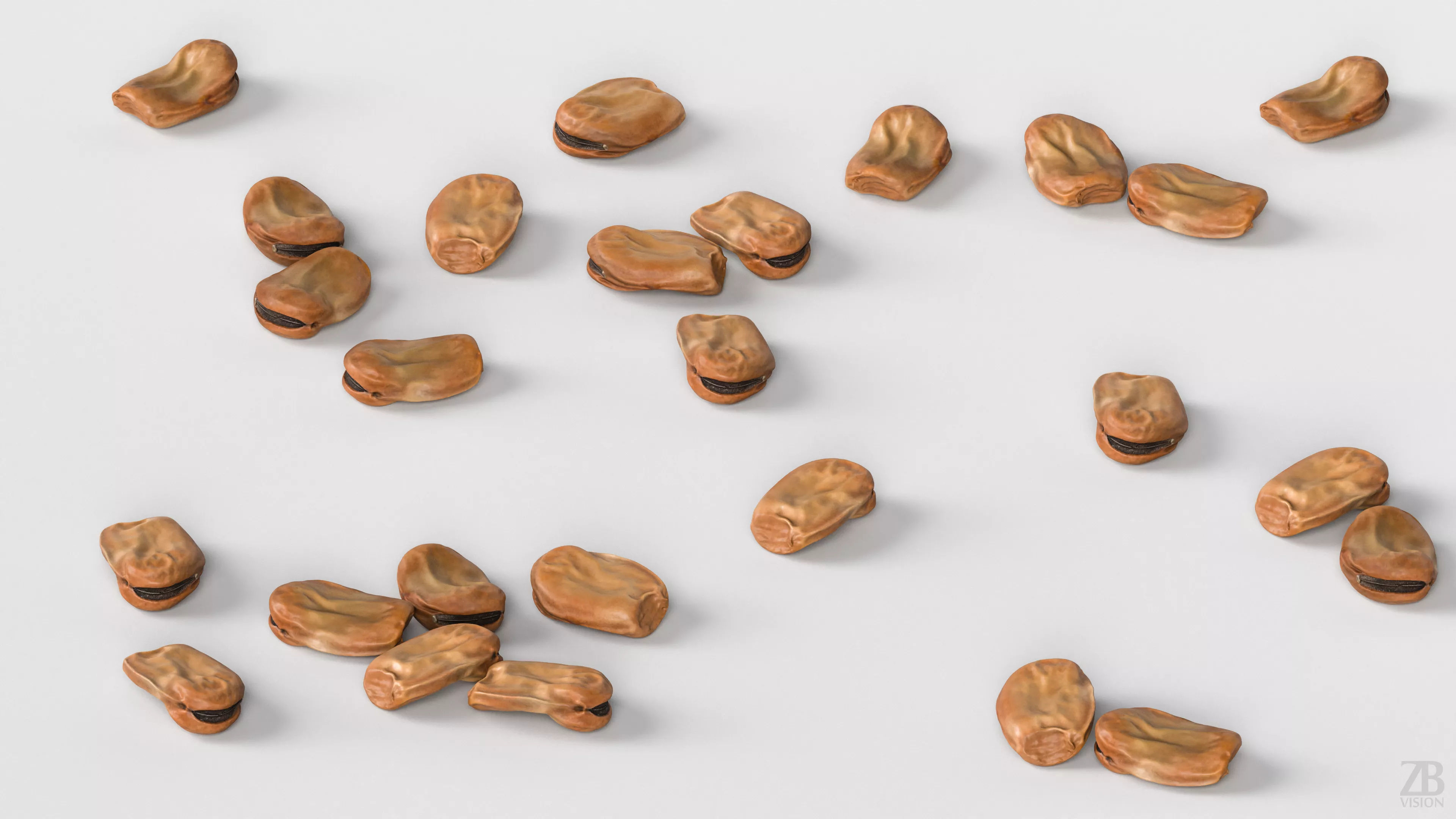 Fava Bean 3D model_2
