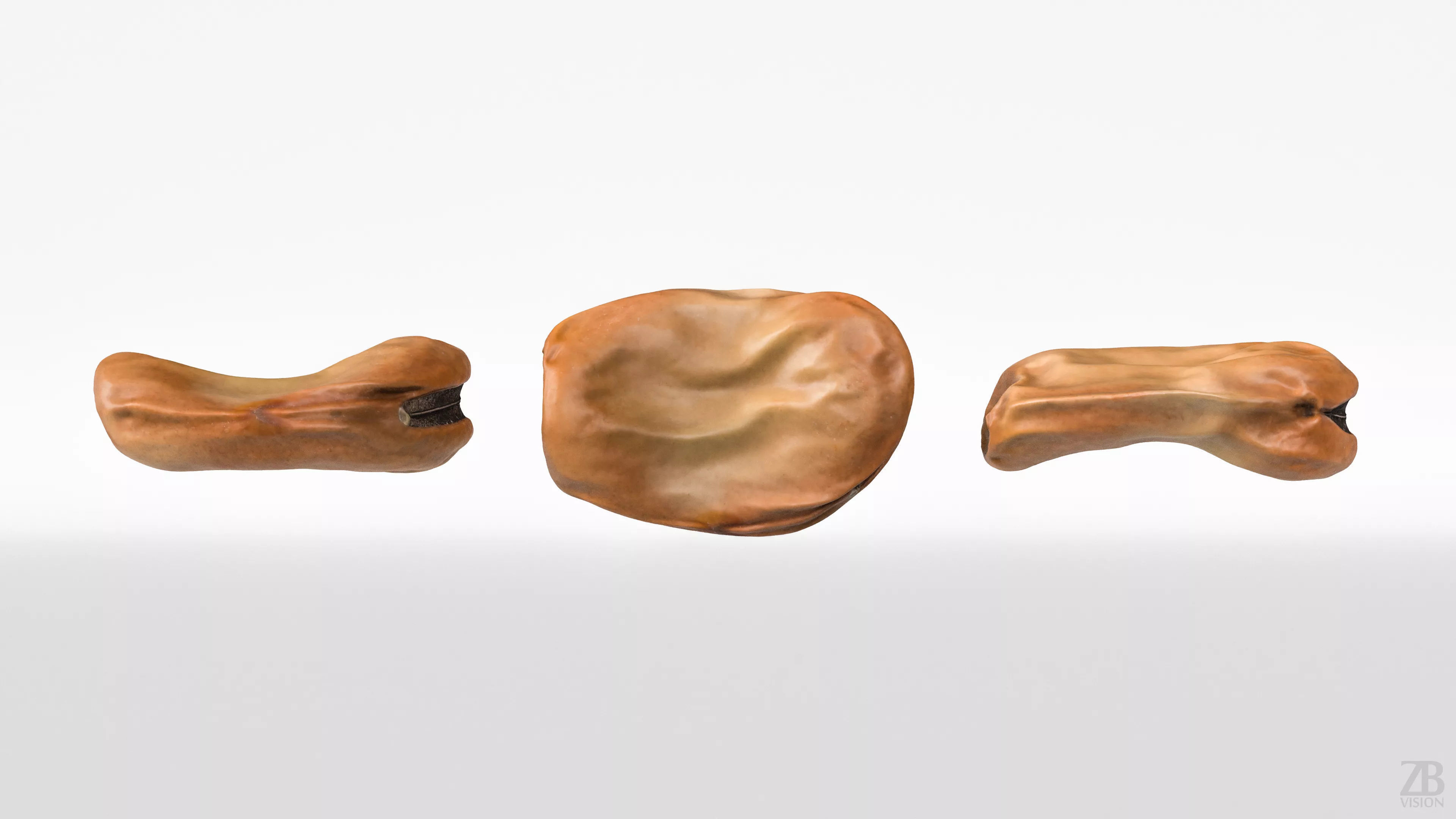 Fava Bean 3D model_4