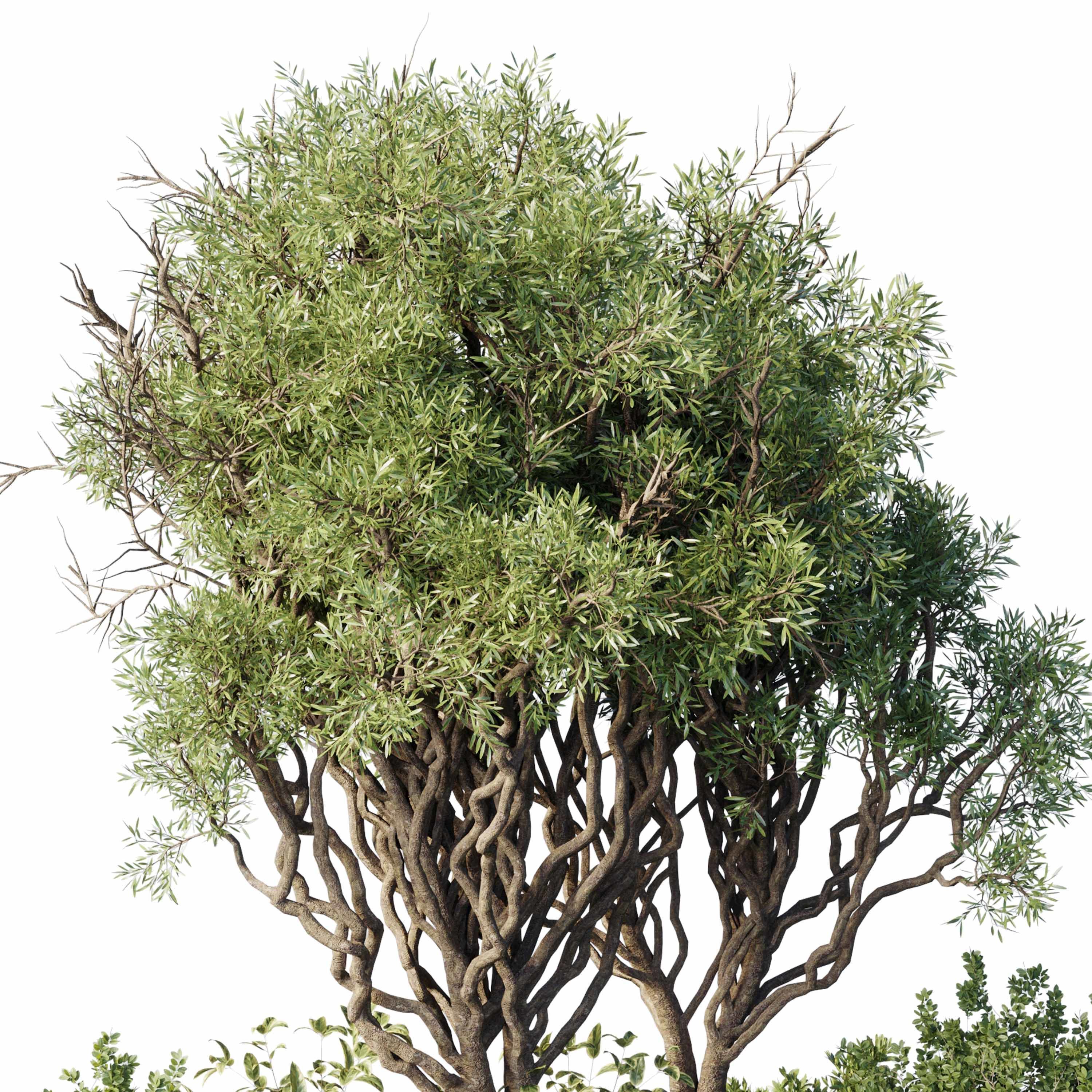 Garden Plants - Outdoor Plants 209 3D model_3