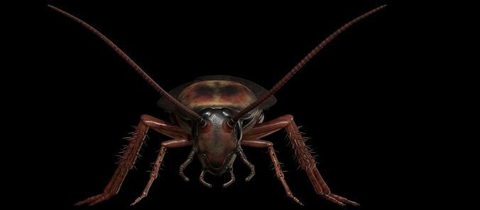 Cockroach 3D model