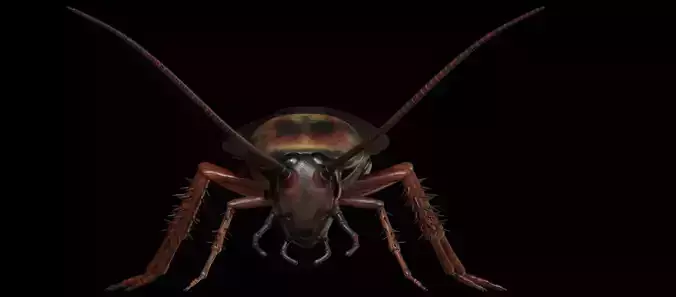 Cockroach 3D model