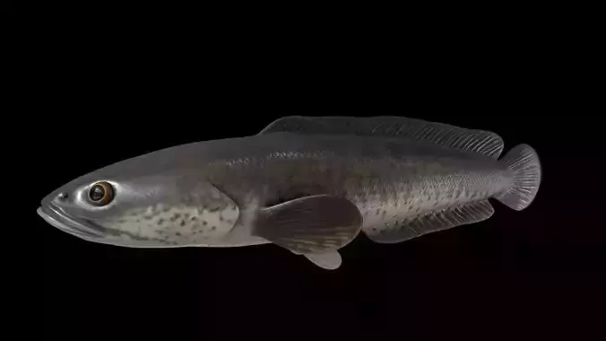 Snakeheadfish