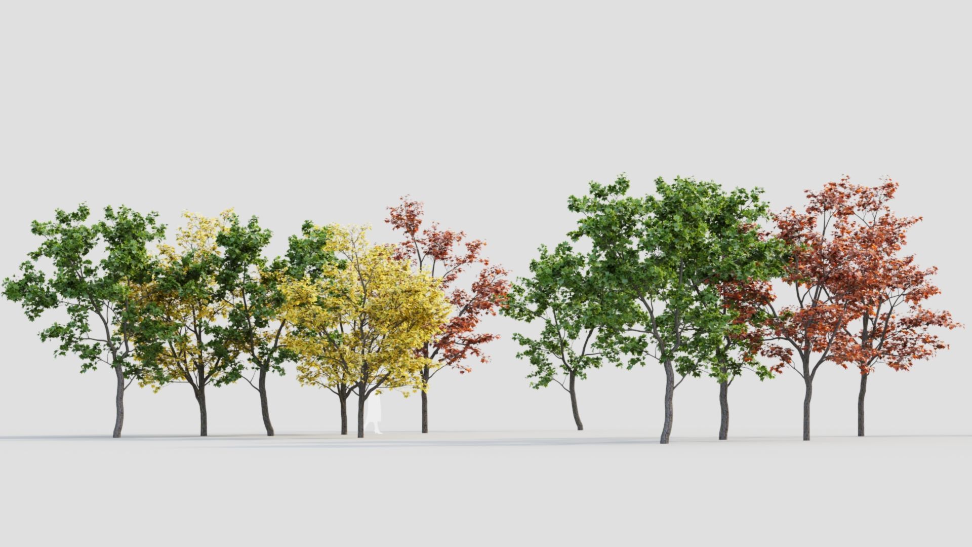 Acer truncatum c 3D model_2