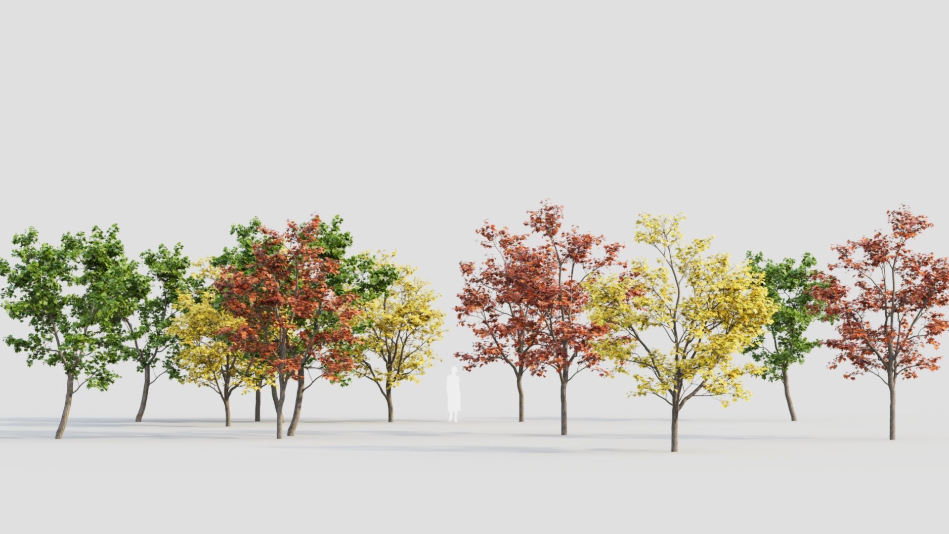 Acer truncatum c 3D model_1