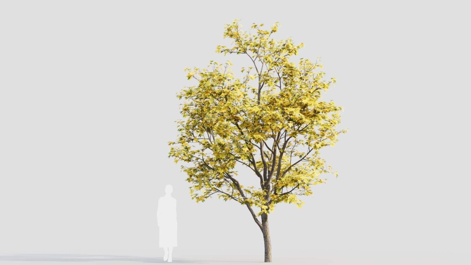 Acer truncatum c 3D model_9