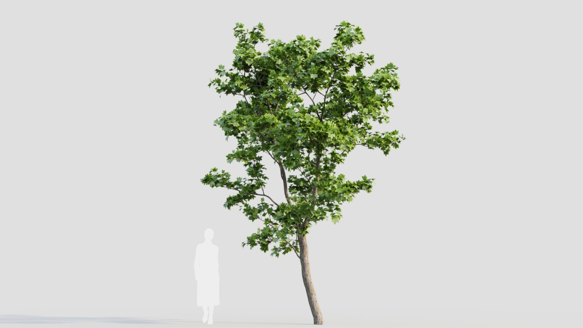 Acer truncatum c 3D model_8