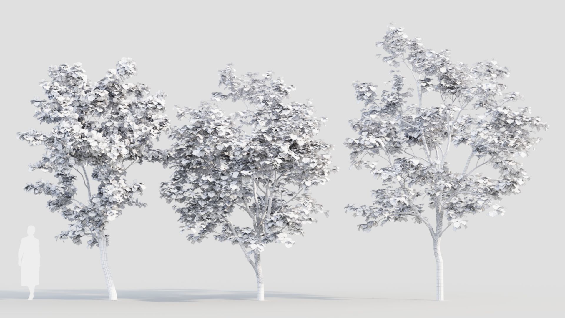 Acer truncatum c 3D model_3