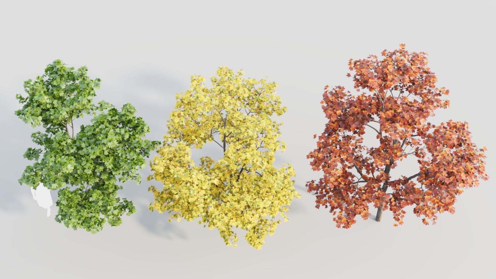 Acer truncatum c 3D model_5