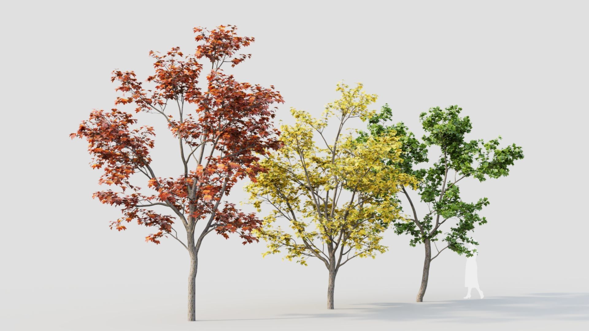 Acer truncatum c 3D model_7