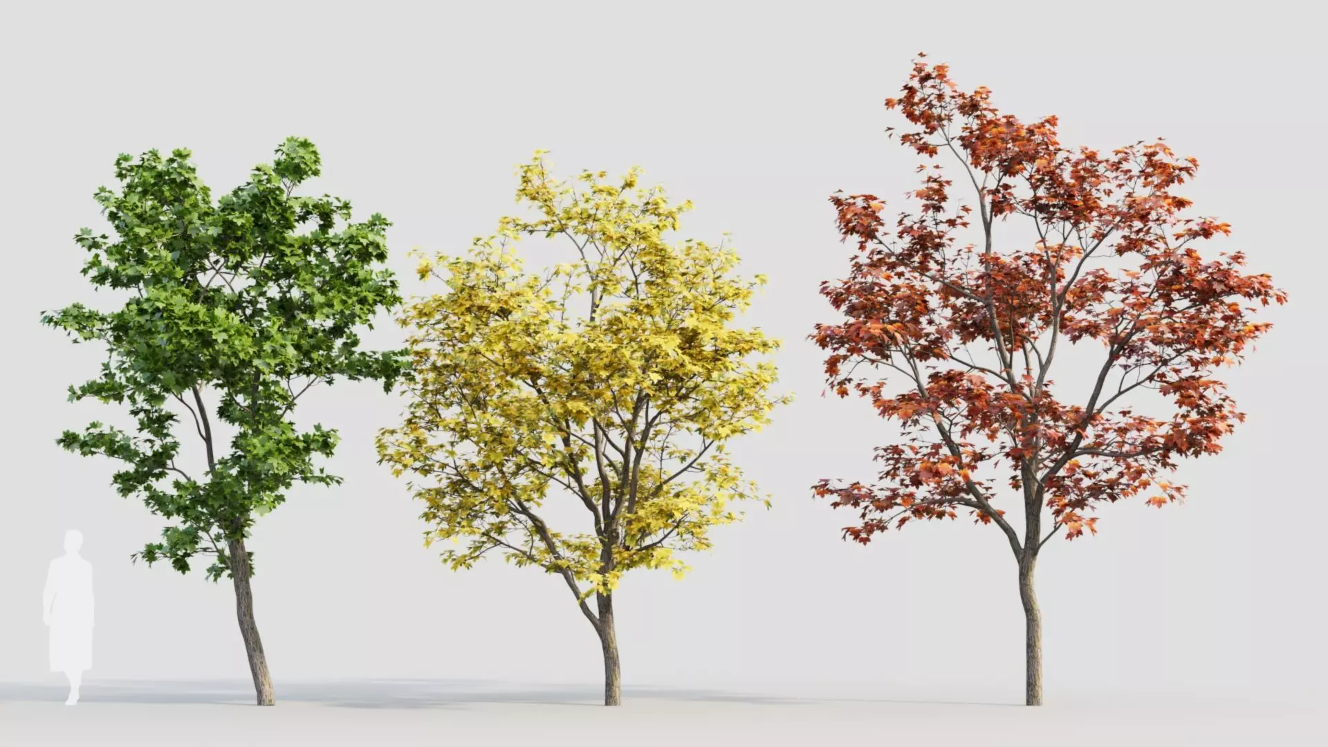 Acer truncatum c 3D model_0