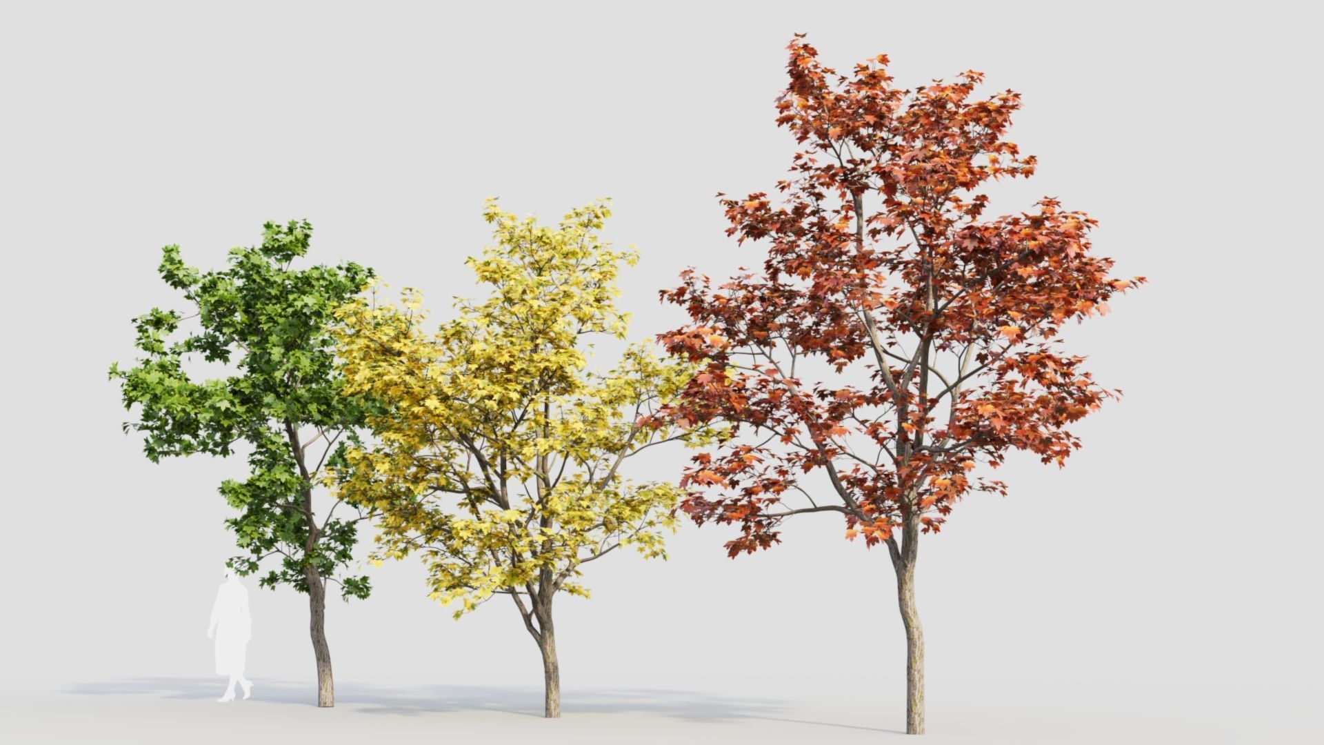 Acer truncatum c 3D model_4