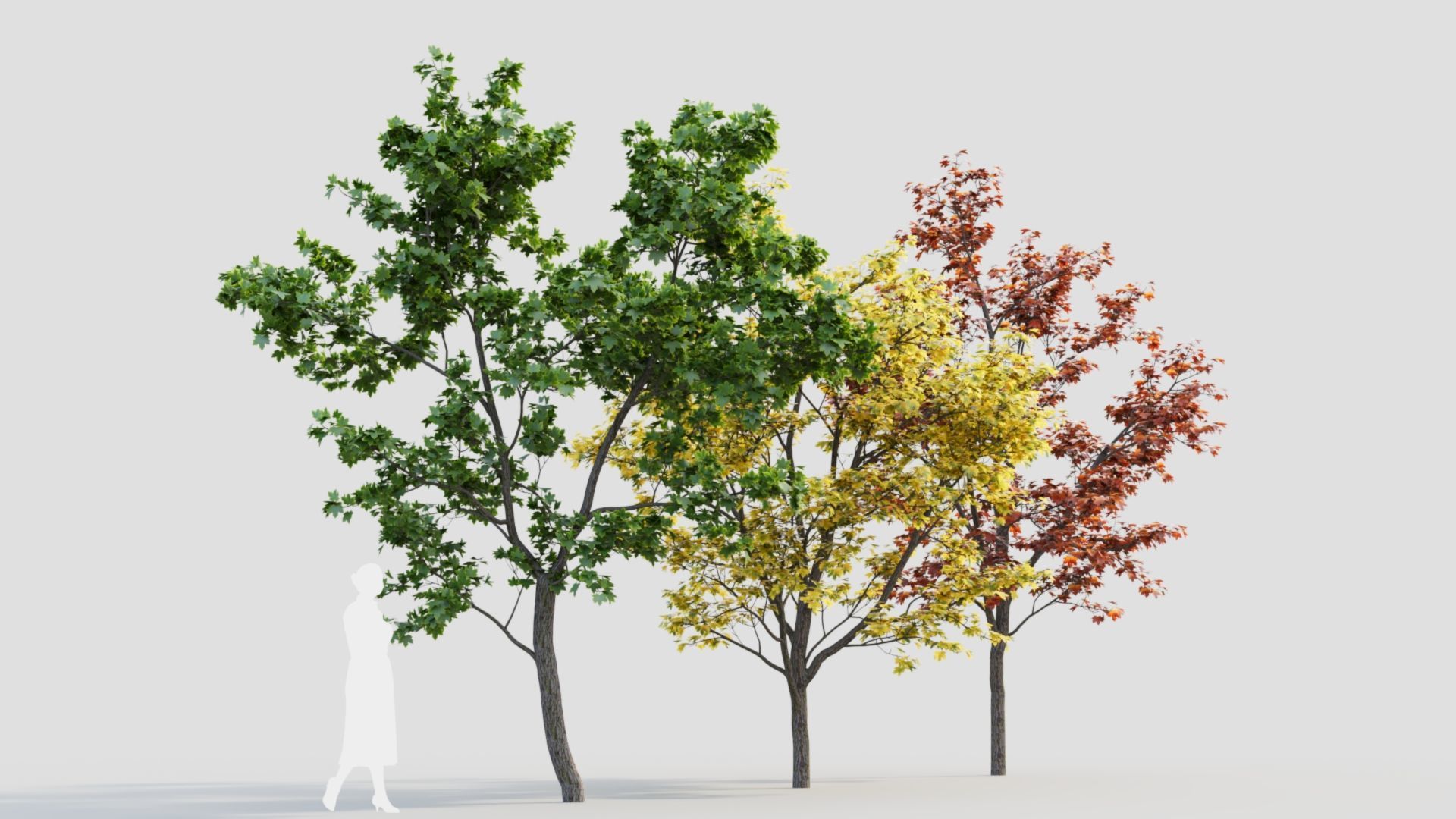 Acer truncatum c 3D model_6