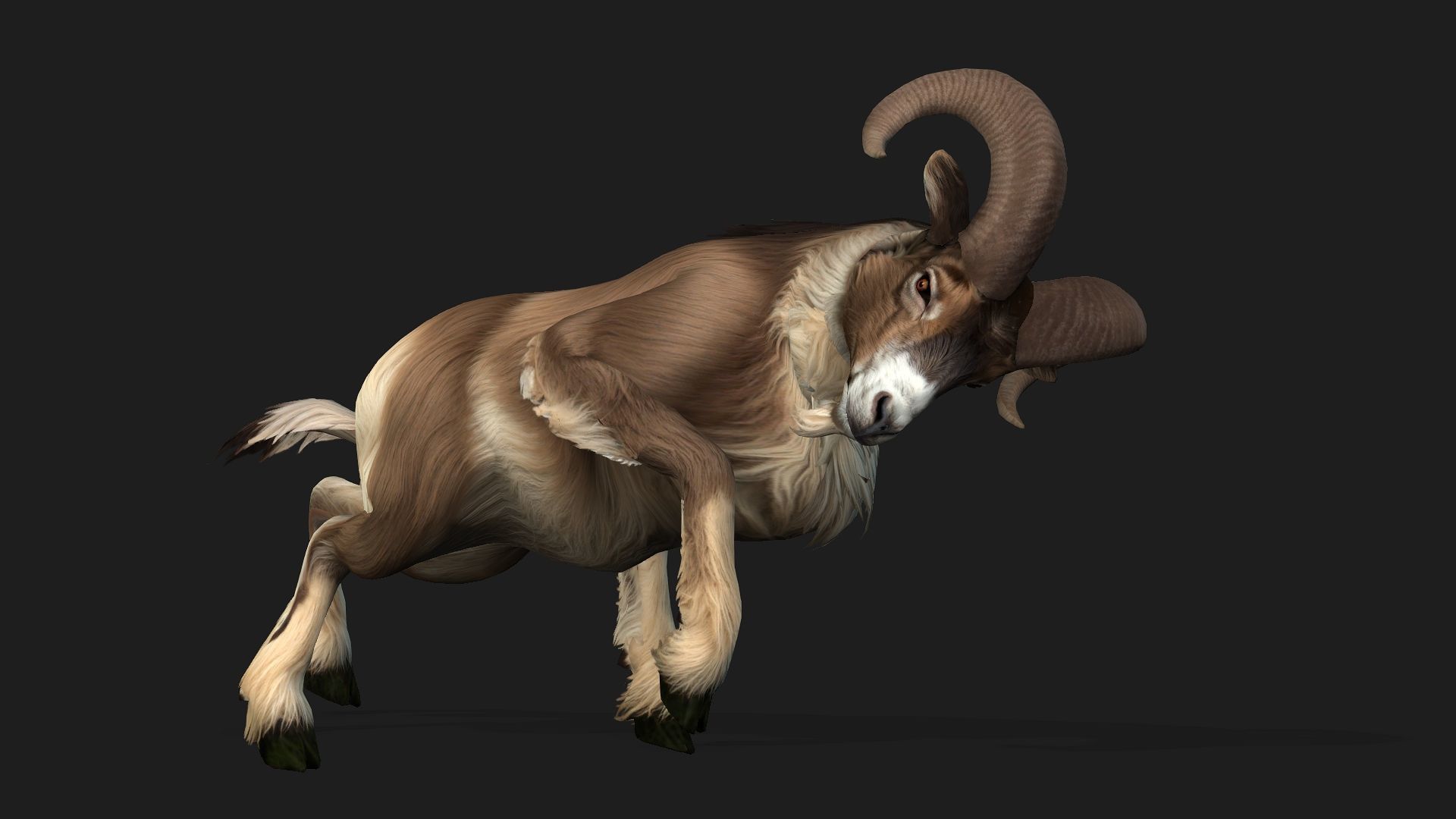 Goat-B1 3D model_16