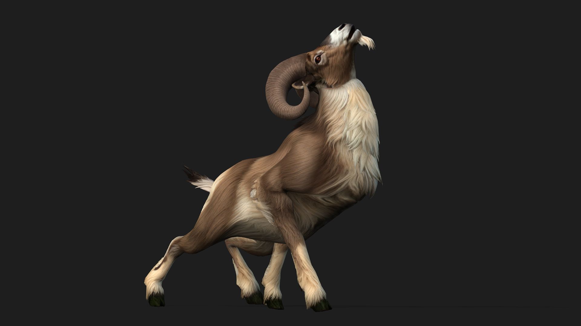 Goat-B1 3D model_15
