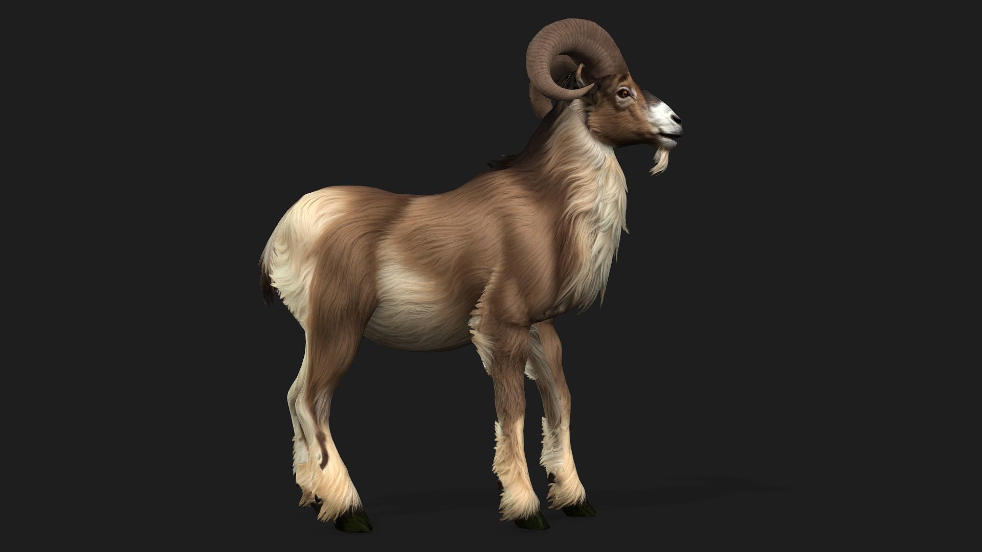 Goat-B1 3D model_2