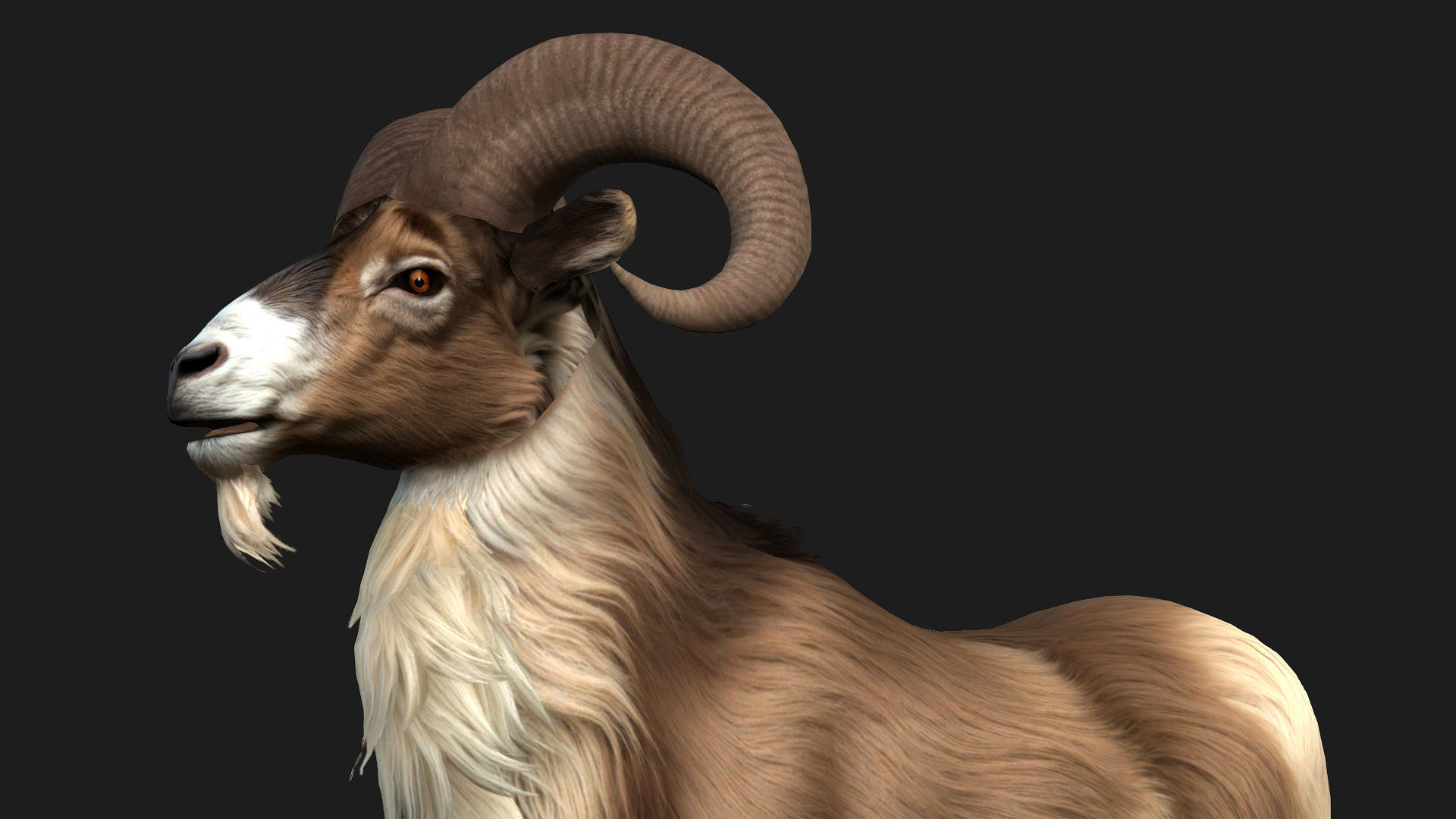 Goat-B1 3D model_12