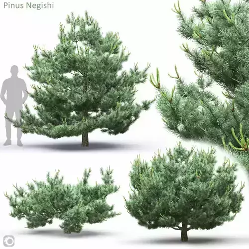 Pinus parviflora Negishi