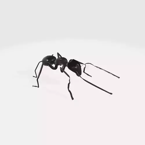 Realistic ant insect