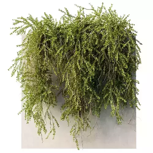 hanging Plants - Outdoor Plants 210