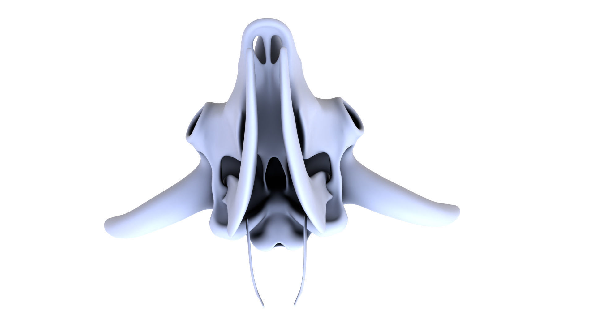 3D Bison Skeleton 3D model_15