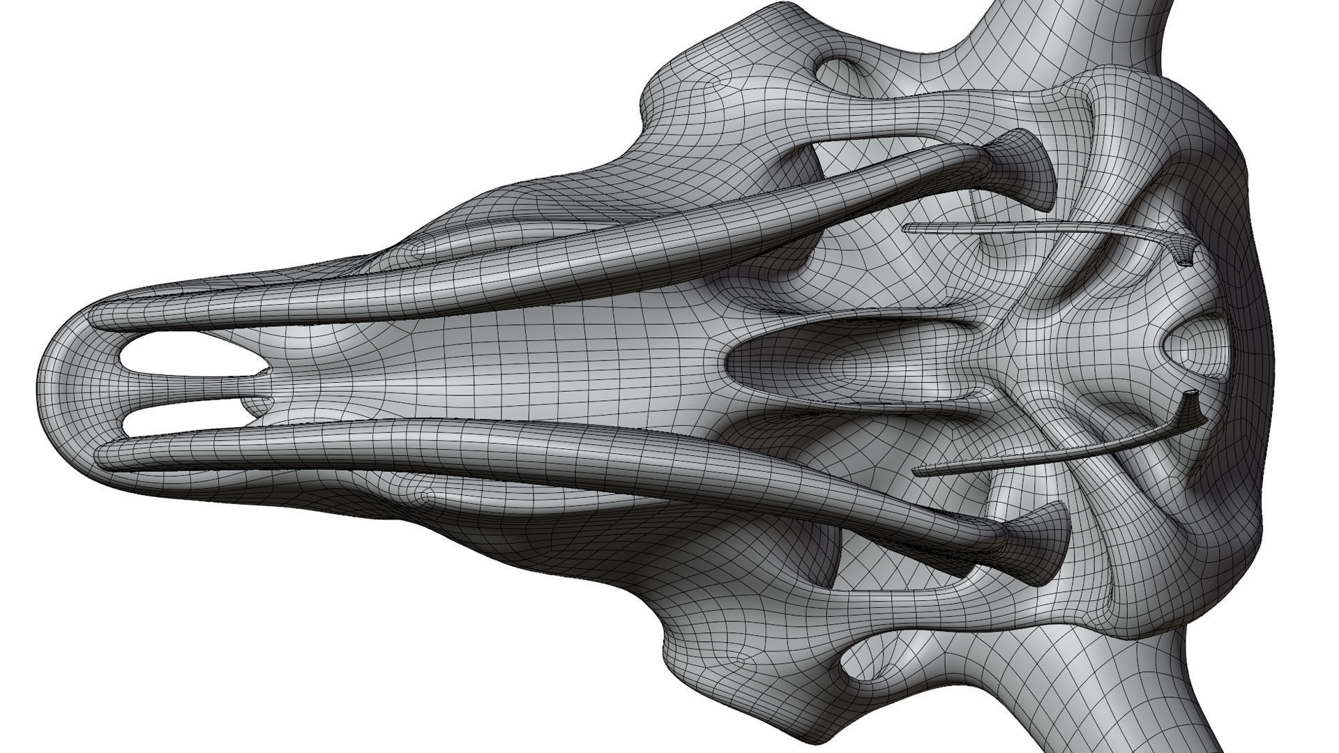 3D Bison Skeleton 3D model_20