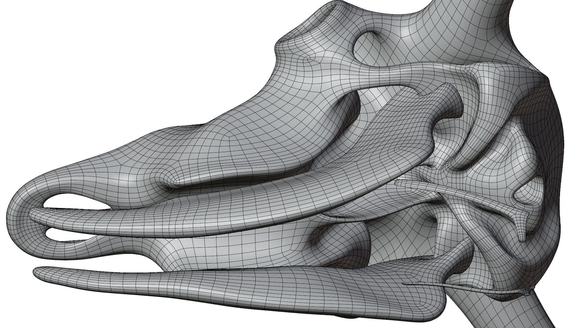 3D Bison Skeleton 3D model_21