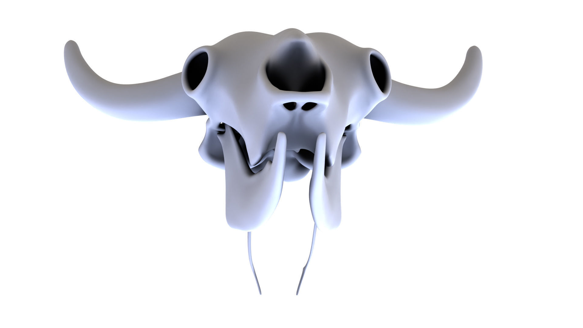 3D Bison Skeleton 3D model_1