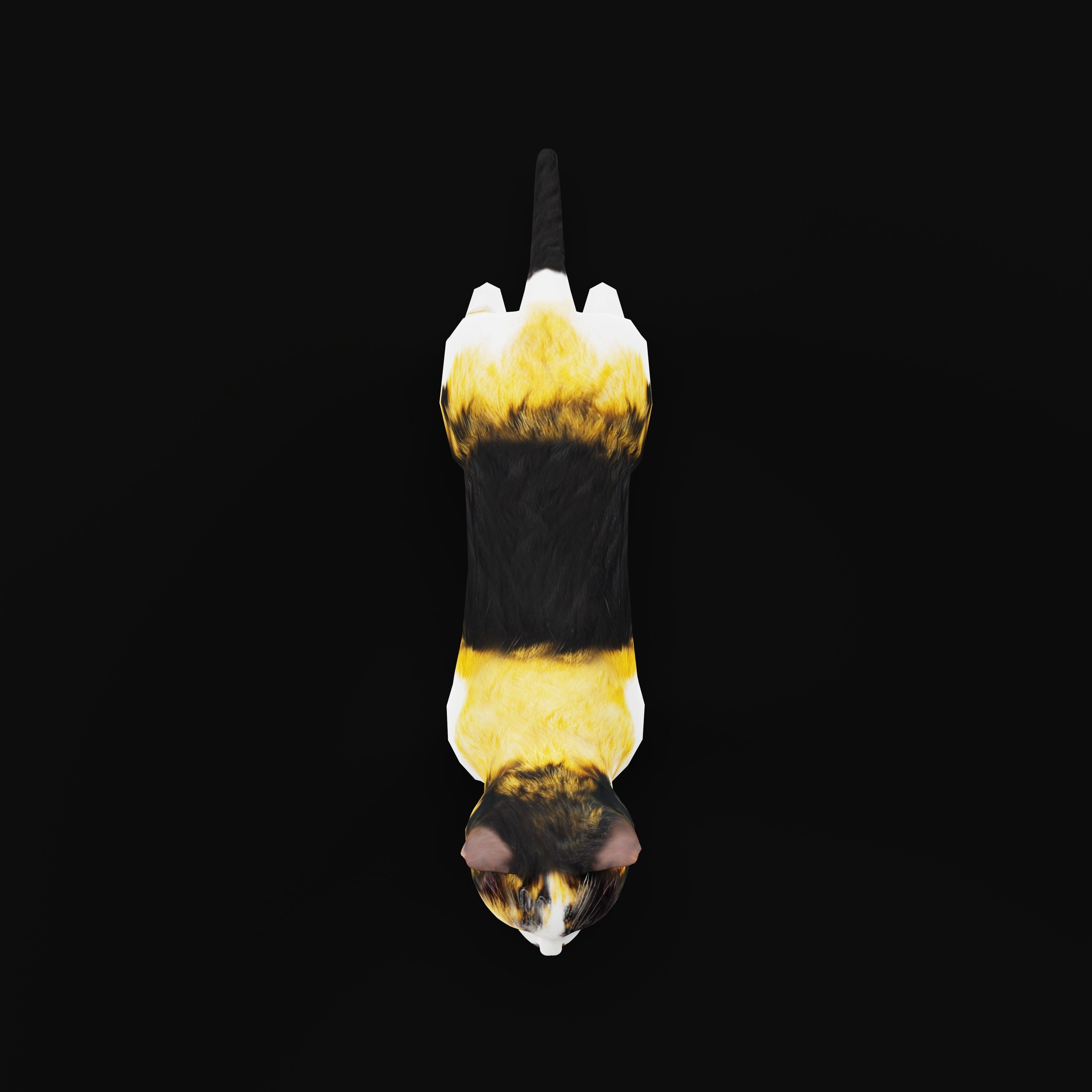 Calico Kitten Cat Low-poly 3D model_30