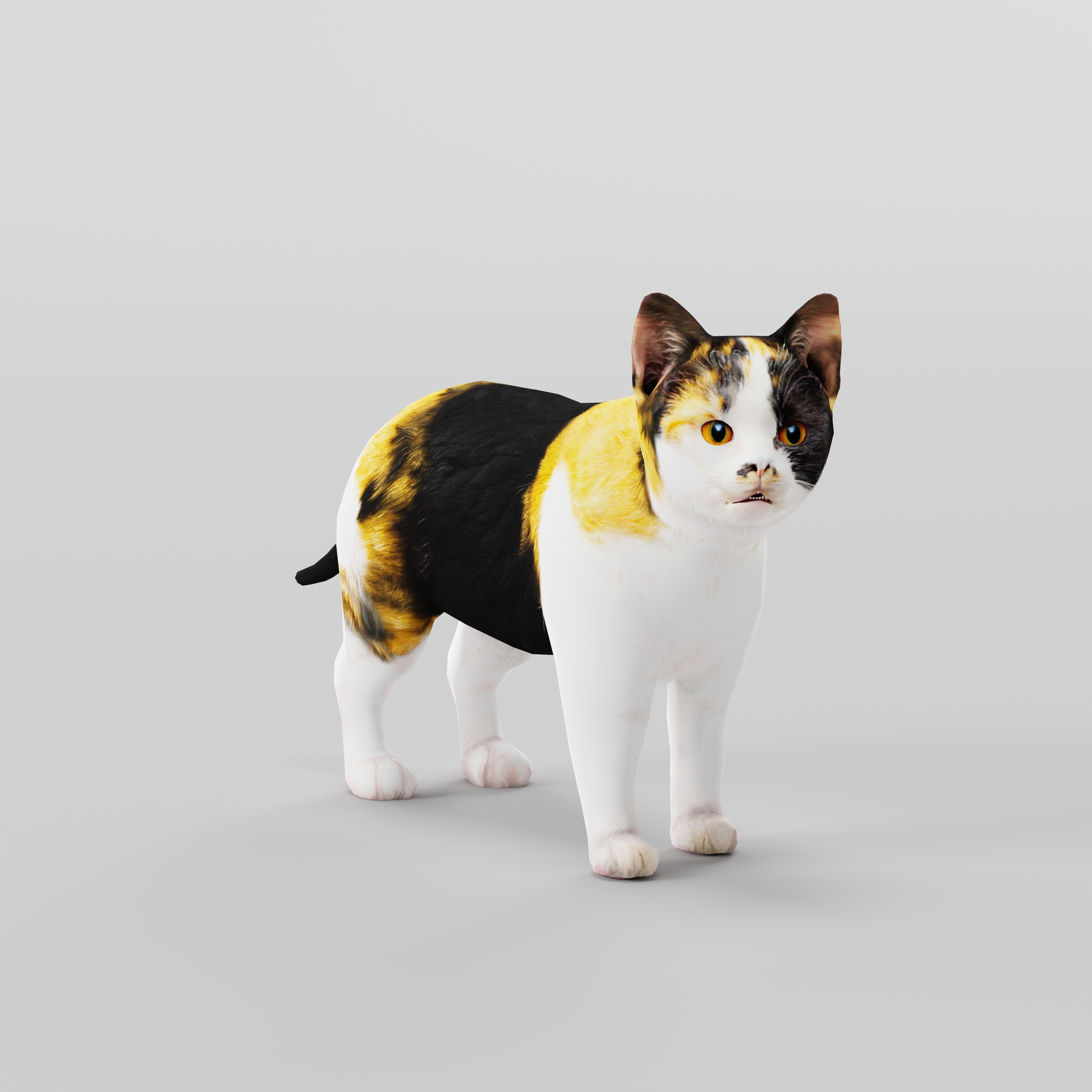 Calico Kitten Cat Low-poly 3D model_31