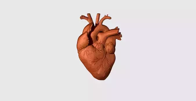Real Heart Pendant 3D print model