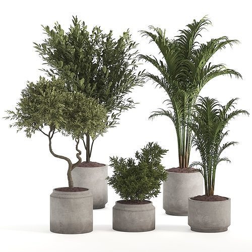 Indoor Plant Set 02 3D model
