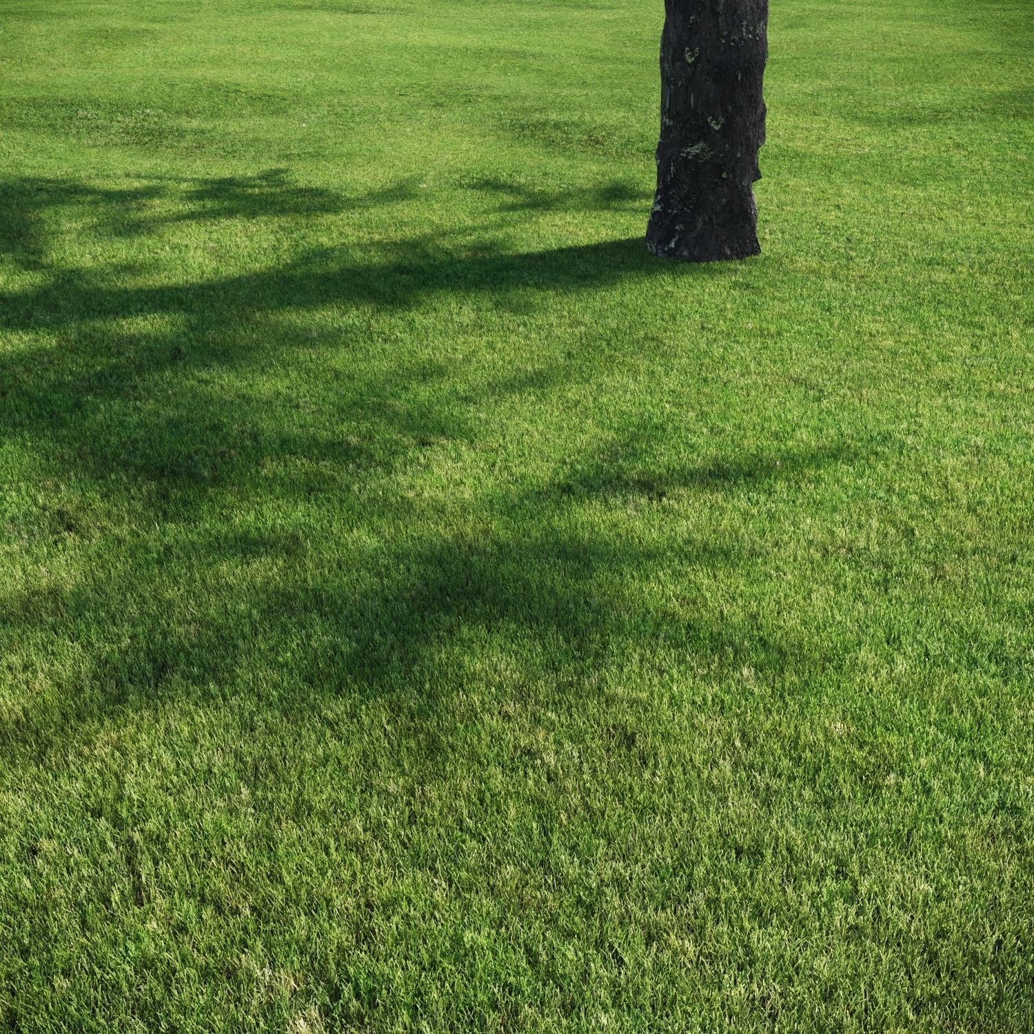 3 click grass for archviz 3D model_5