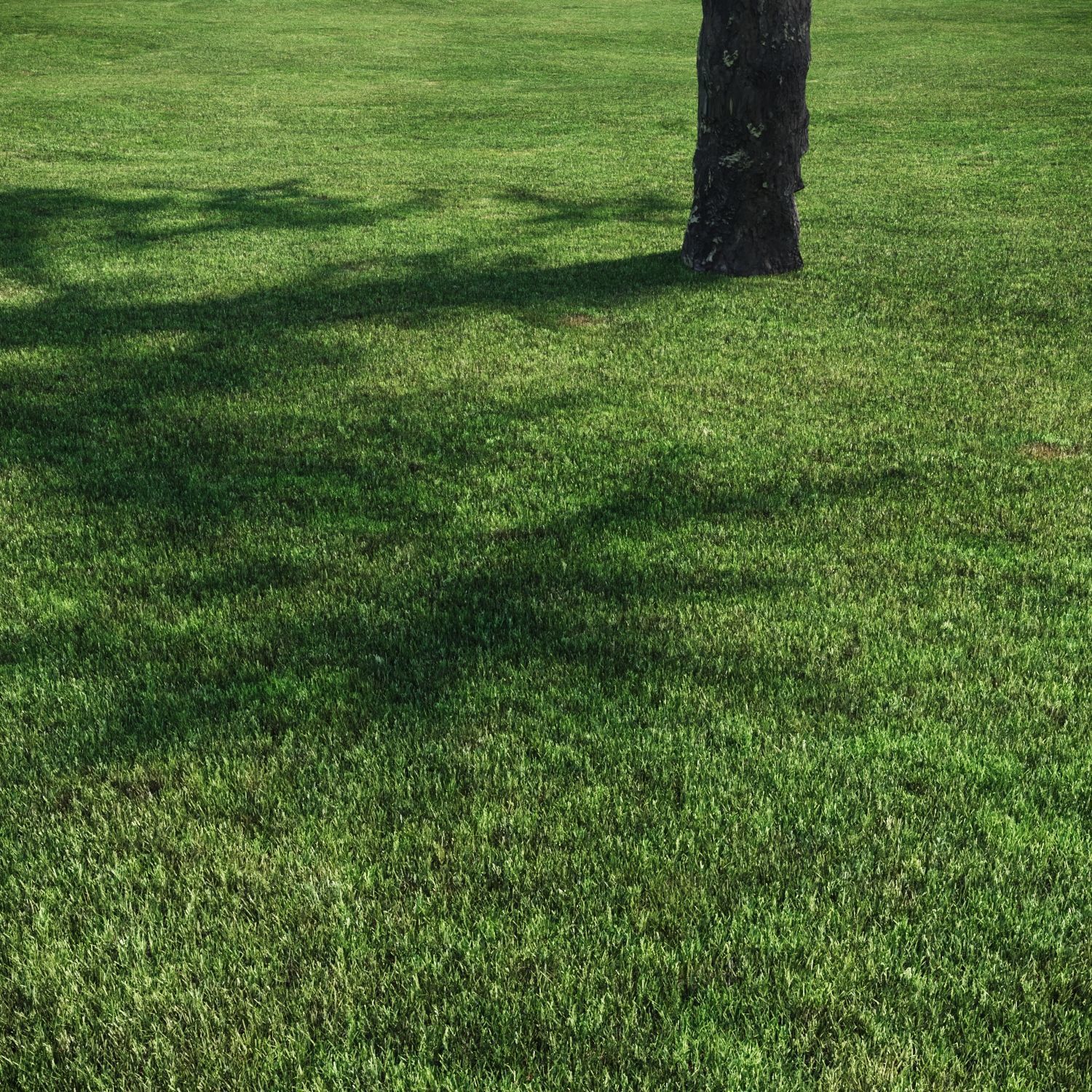 3 click grass for archviz 3D model_3