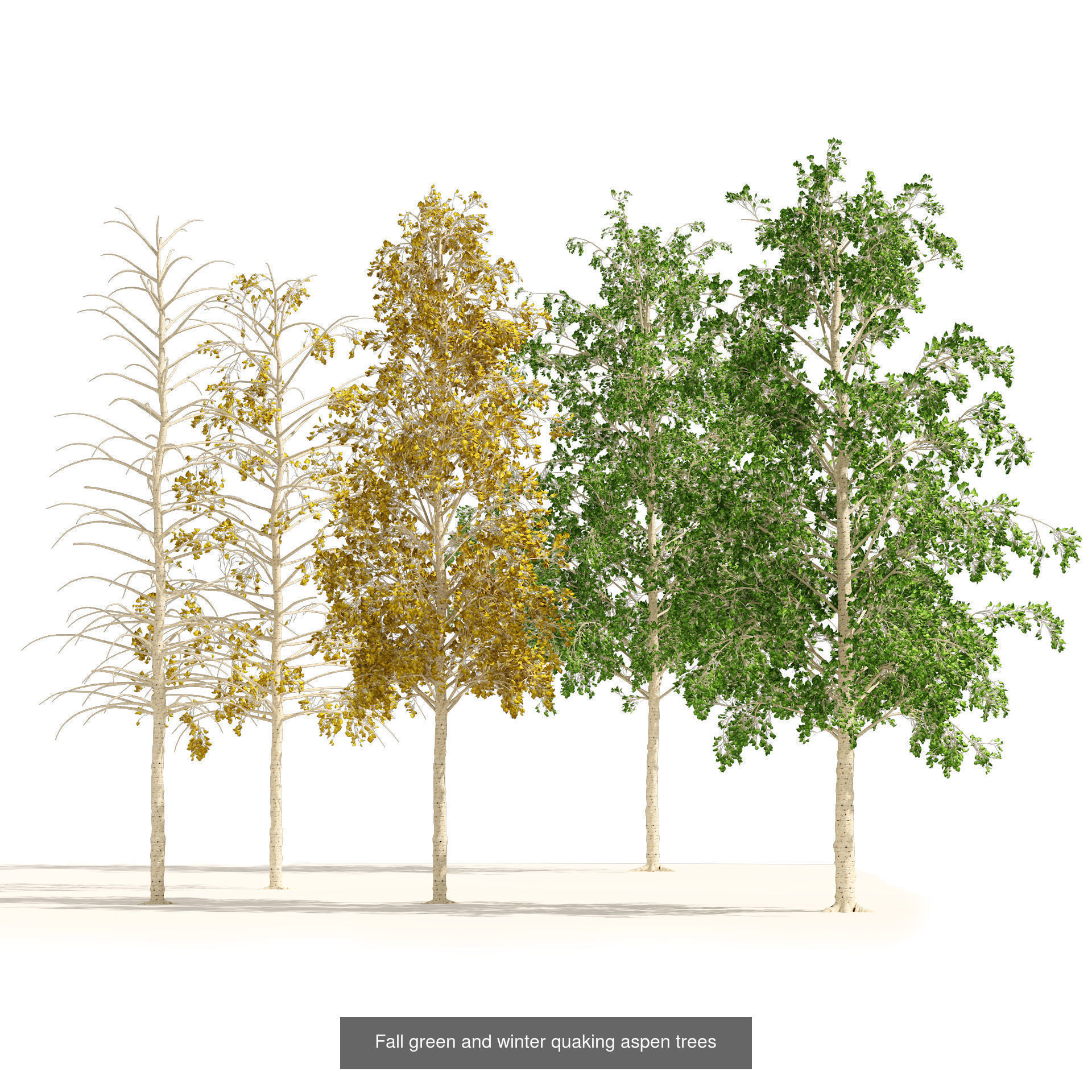 Low Poly Tree Collection _63