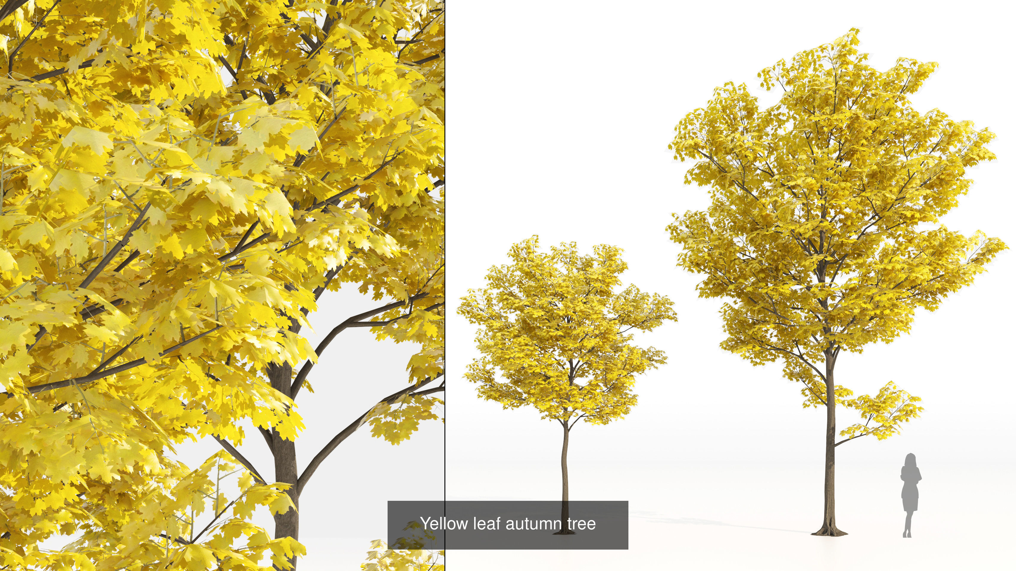 Low Poly Tree Collection _49