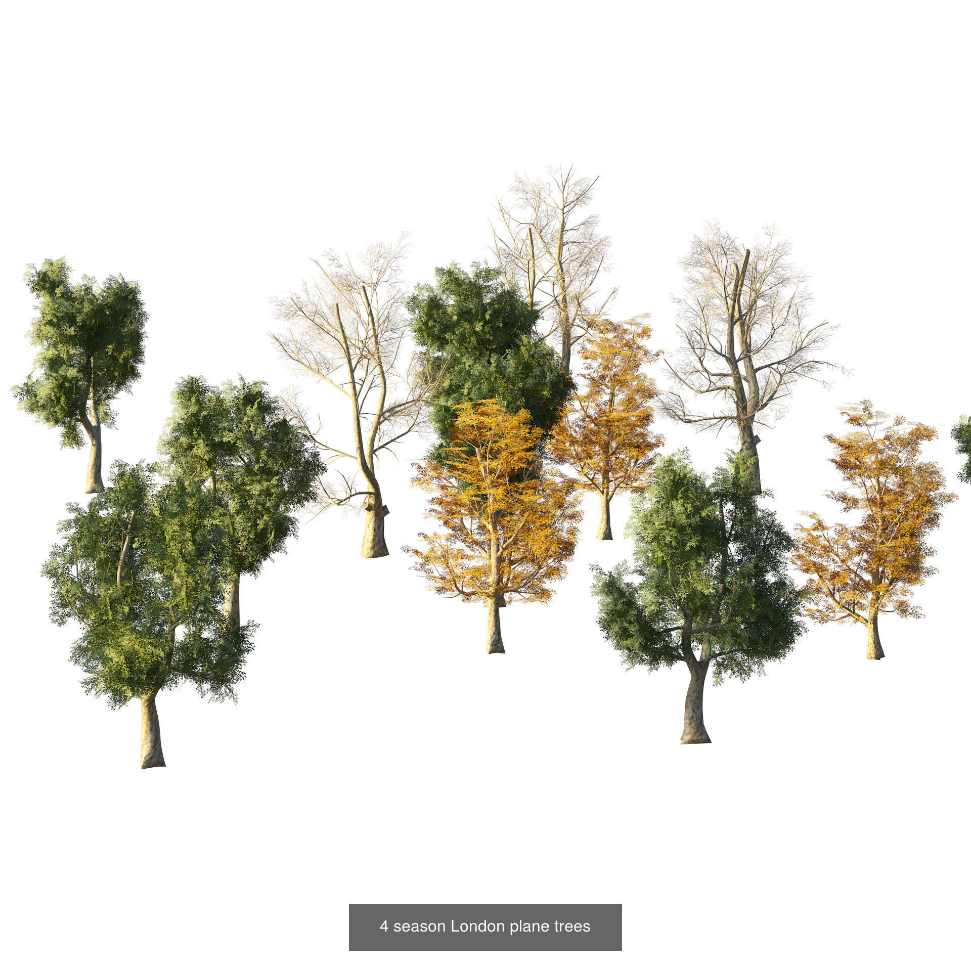 Low Poly Tree Collection _85