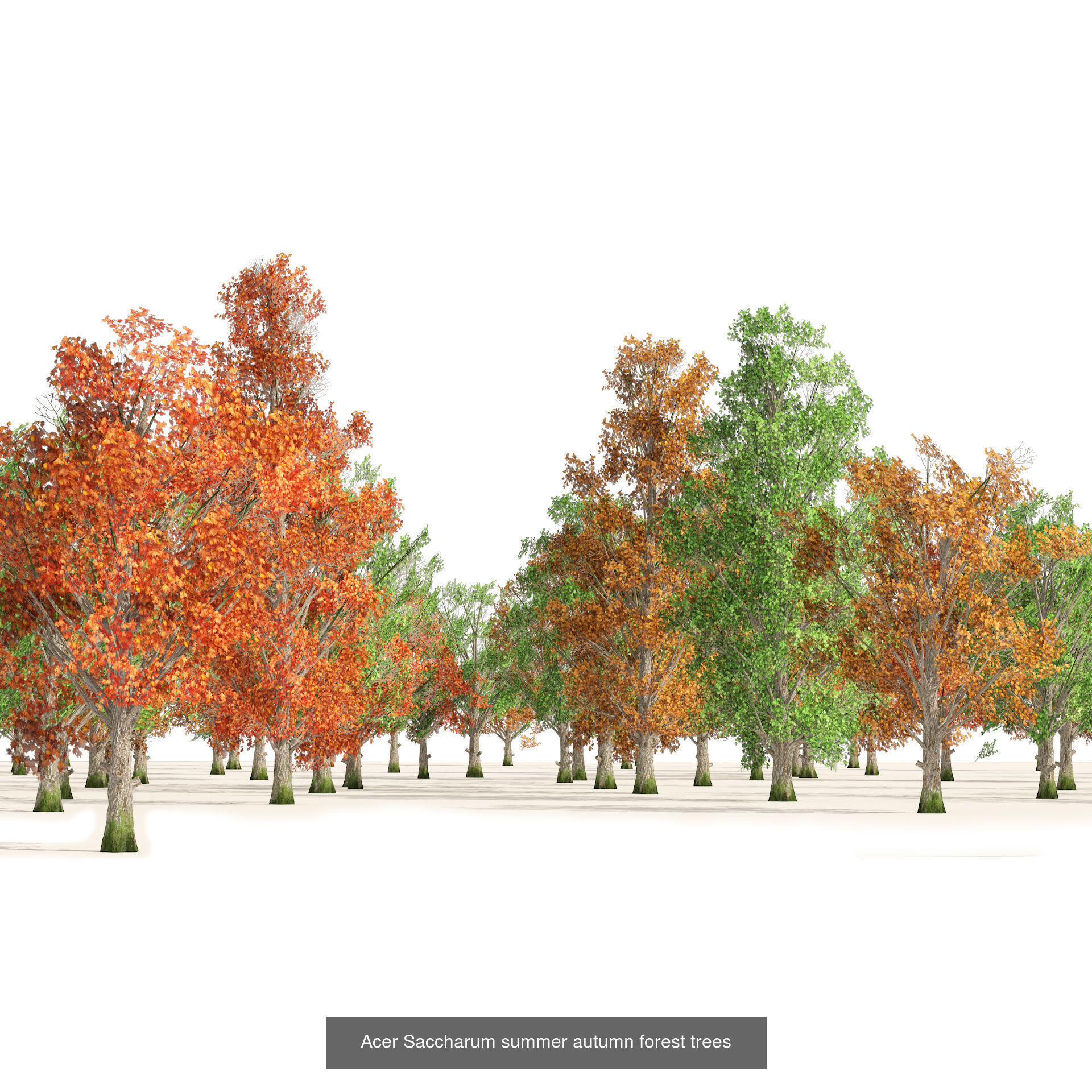 Low Poly Tree Collection _62