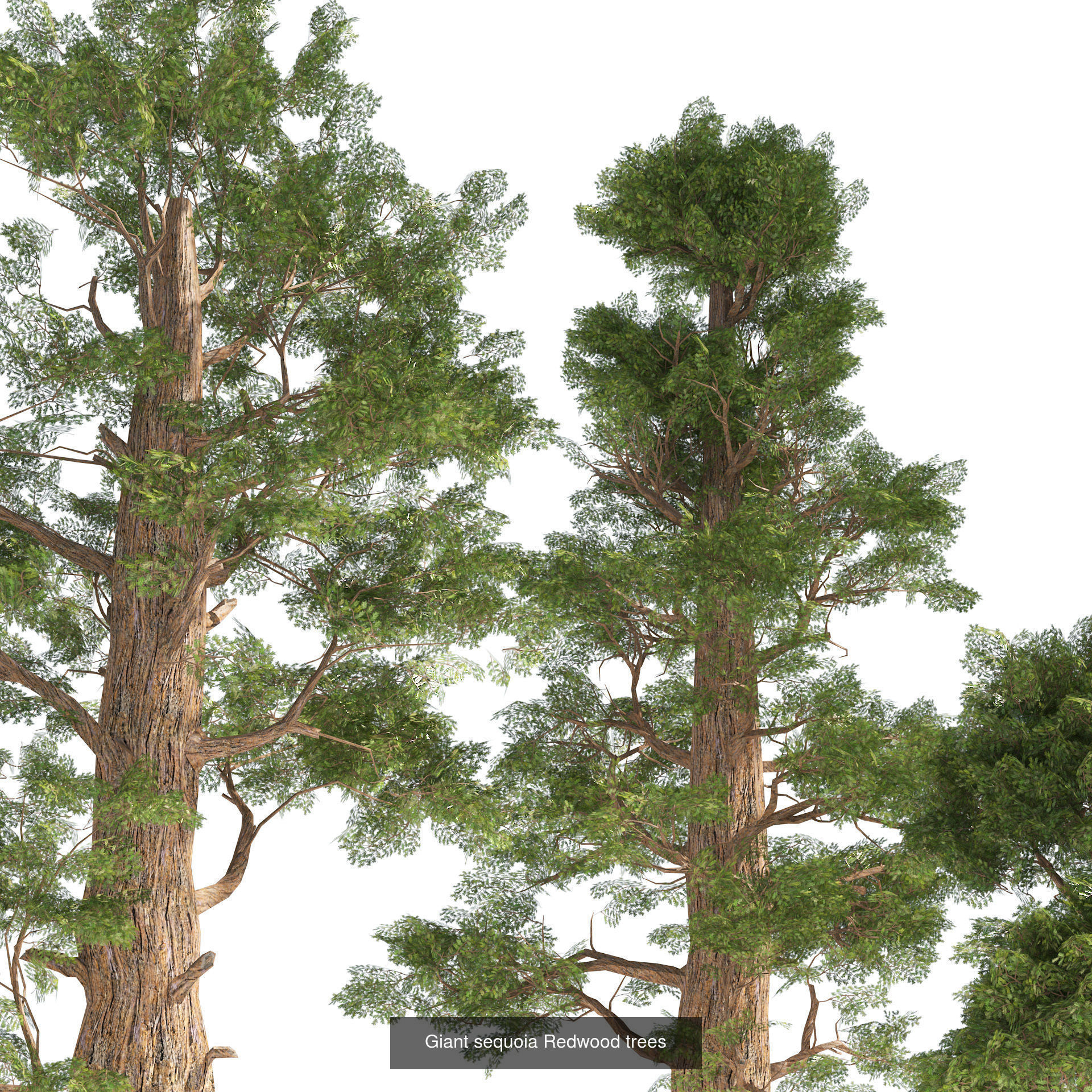 Low Poly Tree Collection _88