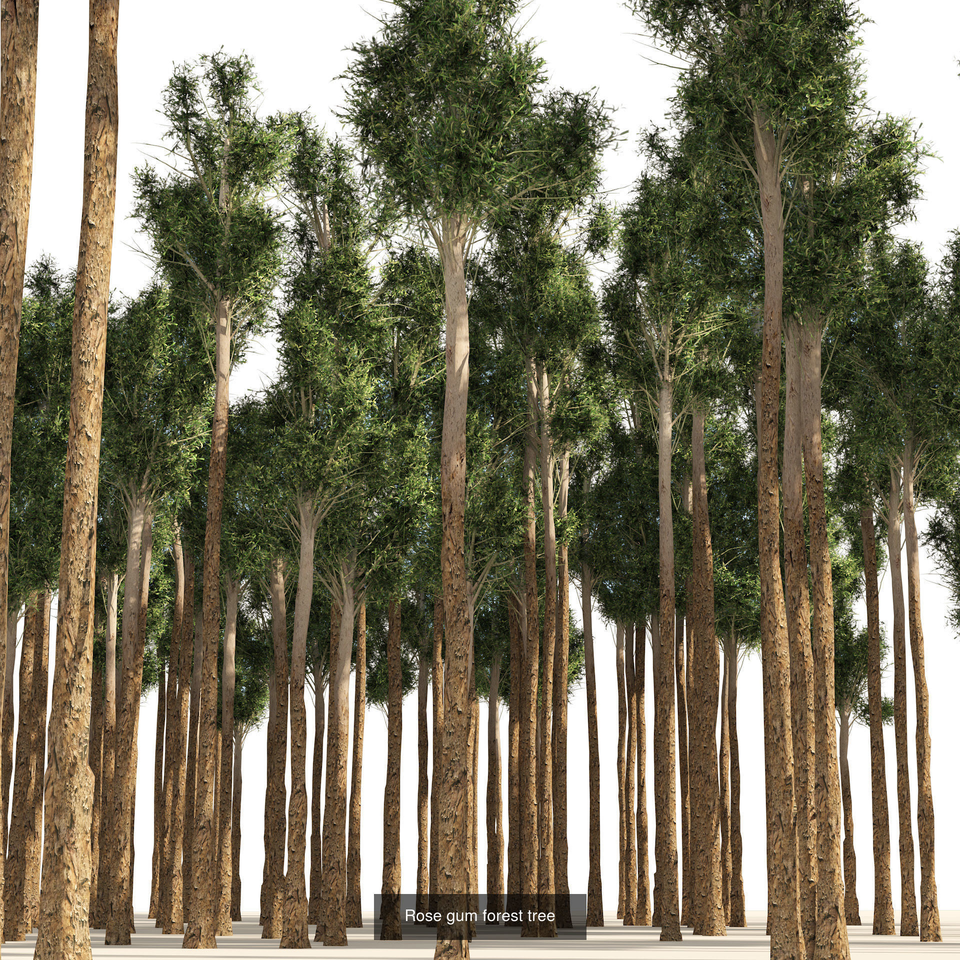 Low Poly Tree Collection _75