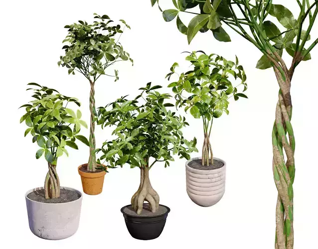 Guiana Chestnut 3D Model Low-poly 3D model