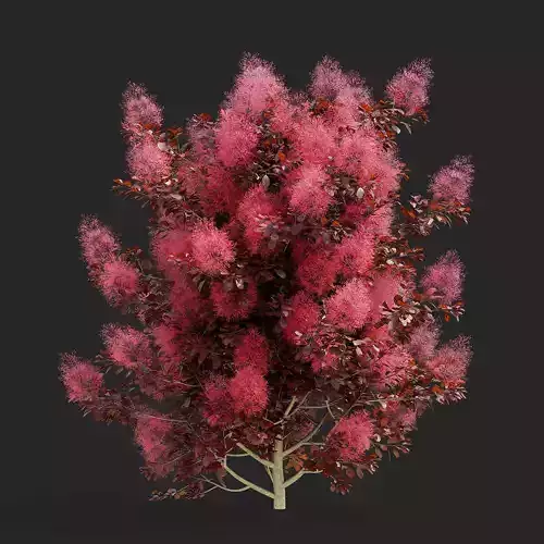  Cotinus coggygria bushes