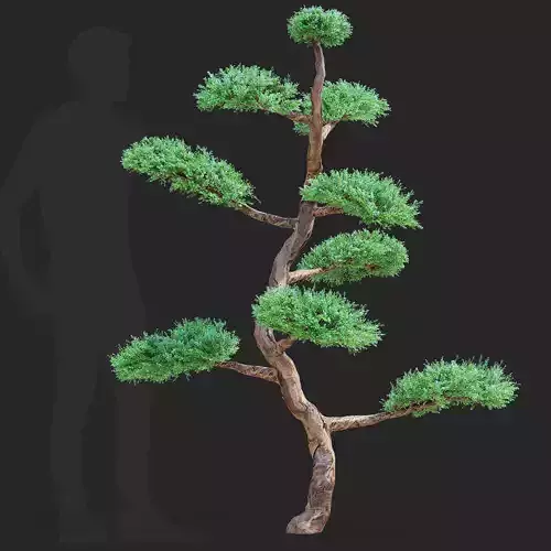 Juniperus niwaki
