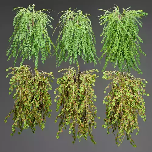 low poly 3d hanging plants collection Low-poly 3D model