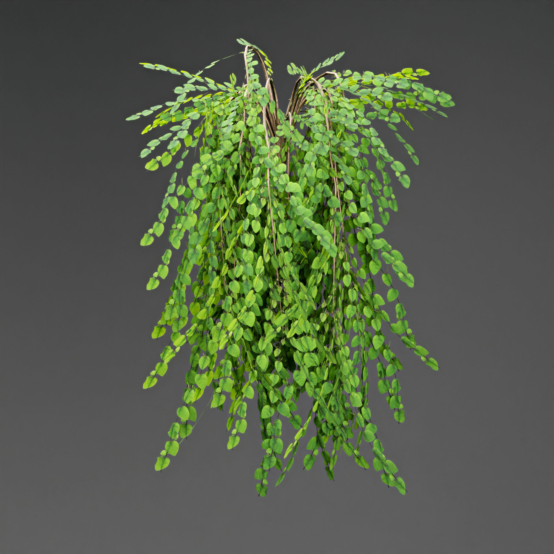 low poly 3d hanging plants collection Low-poly 3D model_3