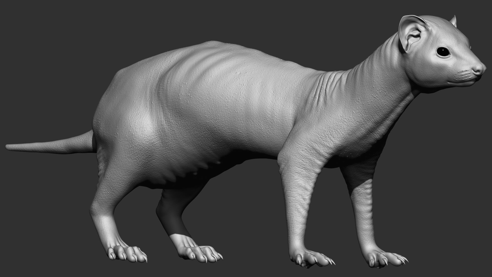 VFX Ready ferret 3d model  3D model_2